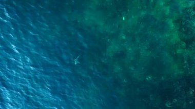 Mavi turkuaz denizde resif köpekbalığı siyah yüzgeci. Yukarıdan insansız hava aracı görüntüleri. Yüksek kalite 4k görüntü