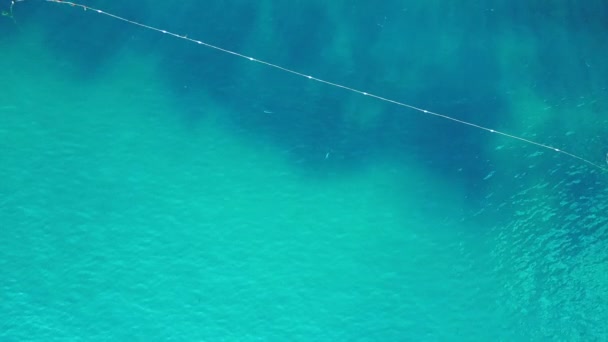 Nageoire Noire Requin Récif Mer Turquoise Bleue Caméra Drone Pointant — Video