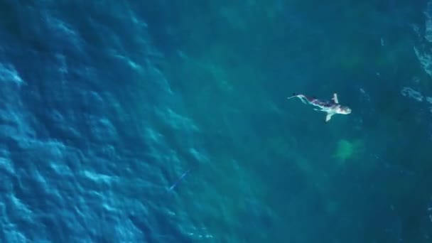 Riffhai Schwarze Flosse Türkisblauen Meer Drohne Aus Der Vogelperspektive Hochwertiges — Stockvideo