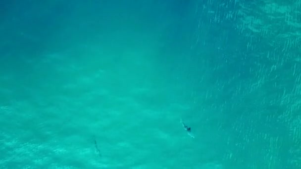 Черный Плавник Рифовой Акулы Голубом Бирюзовом Море Камера Дрона Направлена — стоковое видео