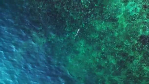 Squalo Della Barriera Corallina Pinna Nera Mare Turchese Blu Telecamera — Video Stock