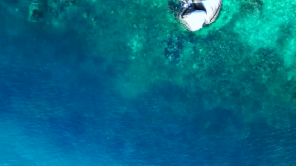 ブルーターコイズ海のリーフサメブラックフィン 縦の鳥の目視のドローン 高品質の4K映像 — ストック動画