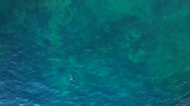 Squalo Della Barriera Corallina Pinna Nera Mare Turchese Blu Filmati — Video Stock