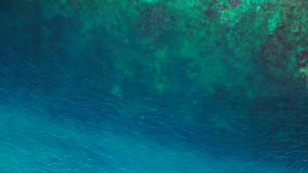 Squalo Della Barriera Corallina Pinna Nera Mare Turchese Blu Drone — Video Stock
