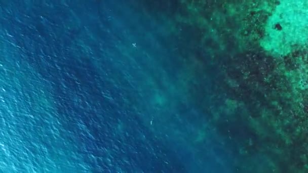 Tiburón Arrecife Aleta Negra Mar Azul Turquesa Drone Top Vista — Vídeo de stock