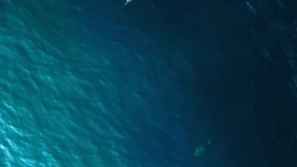 Squalo Della Barriera Corallina Pinna Nera Mare Turchese Blu Telecamera — Video Stock