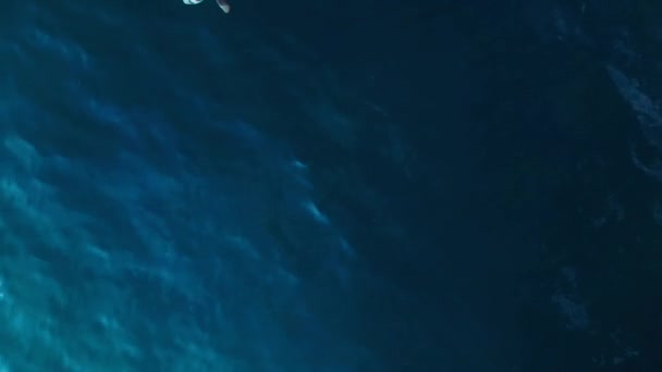 Riffhai Schwarze Flosse Türkisblauen Meer Drohne Schoss Aufnahmen Von Oben — Stockvideo