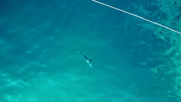 Czarna Płetwa Rekina Rafowego Niebieskim Turkusowym Morzu Dron Góry Nad — Wideo stockowe