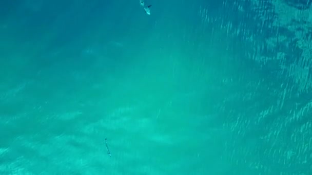 Черный Плавник Рифовой Акулы Голубом Бирюзовом Море Беспилотник Сверху Вниз — стоковое видео