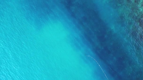 Squalo Della Barriera Corallina Pinna Nera Mare Turchese Blu Filmati — Video Stock