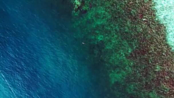 Nageoire Noire Requin Récif Mer Turquoise Bleue Oiseaux Verticaux Vue — Video