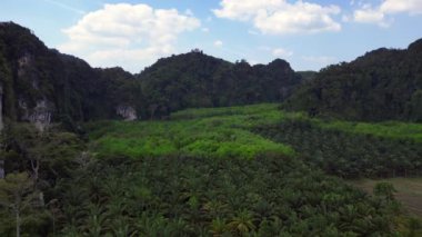 Ters uçan drone uçuşu. Dönüş yolu. Arka planda karst dağları olan yemyeşil bir palmiye plantasyonunu kesme.
