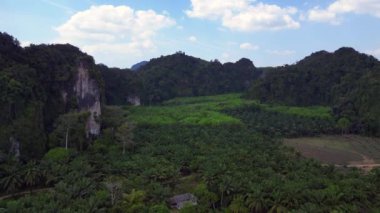 Dönek bir yolun havadan görünüşü arka planda karst dağları olan yemyeşil bir palmiye tarlasını kesiyor.