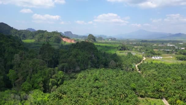 Fly Reverse Drone Aerial View Winding Road Cutting Lush Palm — Stock Video