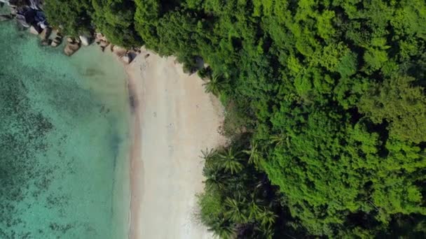 Vista Verticale Uccelli Colpo Drone Una Tranquilla Spiaggia Sabbiosa Lungo — Video Stock