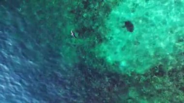 Mavi turkuaz denizde resif köpekbalığı siyah yüzgeci. Yukarıdan insansız hava aracı görüntüleri. Yüksek kalite 4k görüntü