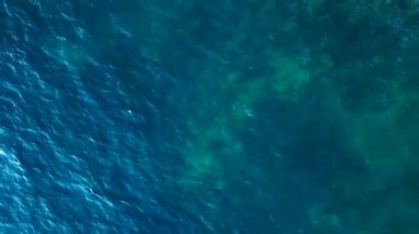 Mavi turkuaz denizde resif köpekbalığı siyah yüzgeci. dikey kuşların görüş dronu. Yüksek kalite 4k görüntü
