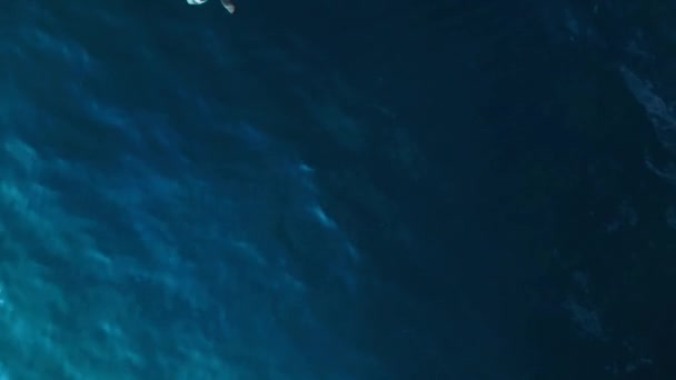 ブルーターコイズ海のリーフサメブラックフィン 上からドローンが撮影した映像 高品質の4K映像 — ストック動画