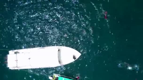 Köpekbalıkları Şnorkelle Yüzerken Tekneden Beslenirler Yukarıdan Insansız Hava Aracı Görüntüleri — Stok video