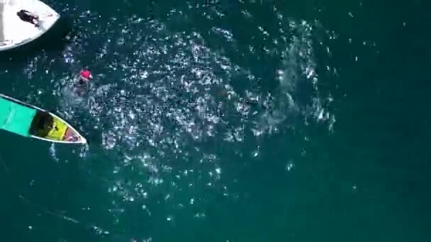 Sharks Fed Boat While Snorkeling Vertical Birds Eye View Drone — Stock Video
