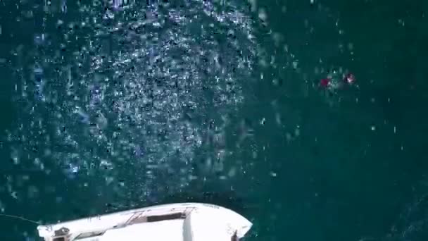 Köpekbalıkları Şnorkelle Yüzerken Tekneden Beslenirler Dikey Kuşların Görüş Dronu Yüksek — Stok video