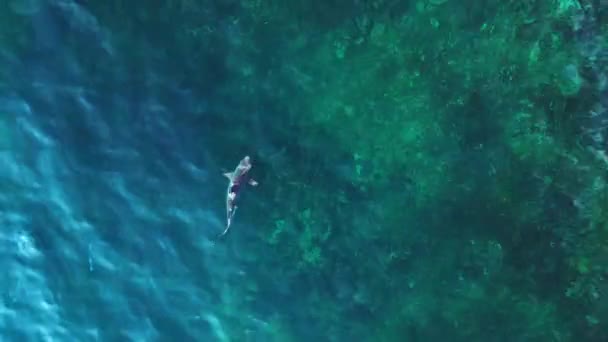 Barbatana Preta Tubarão Recife Mar Azul Turquesa Drone Cima Para — Vídeo de Stock