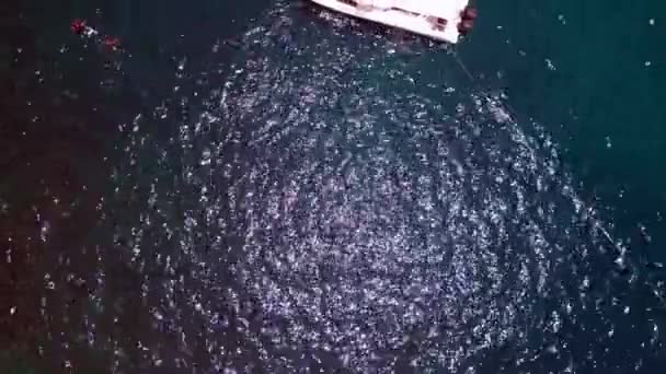 Los Tiburones Son Alimentados Desde Barco Mientras Bucean Vertical Birds — Vídeos de Stock