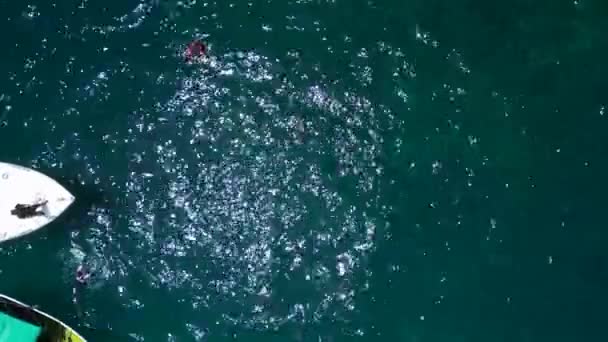 Köpekbalıkları Şnorkelle Yüzerken Tekneden Beslenirler Yukarıdan Insansız Hava Aracı Görüntüleri — Stok video