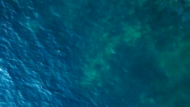 Черный Плавник Рифовой Акулы Голубом Бирюзовом Море Вертикальные Птицы Видом — стоковое видео