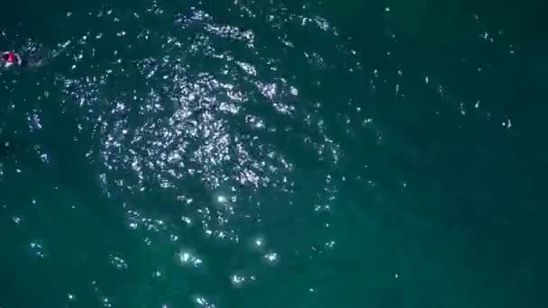 Rekiny Karmione Łodzi Podczas Nurkowania Pionowe Ptaki Widok Drona Oko — Wideo stockowe