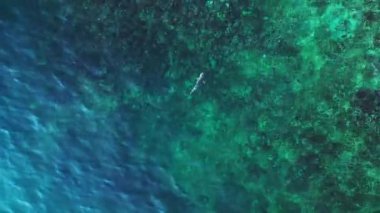 Mavi turkuaz denizde resif köpekbalığı siyah yüzgeci. İHA kamerası aşağıya bakıyor. Yüksek kalite 4k görüntü