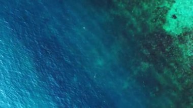 Mavi turkuaz denizde resif köpekbalığı siyah yüzgeci. İHA 'lar yukarıdan aşağıya bakıyor. Yüksek kalite 4k görüntü