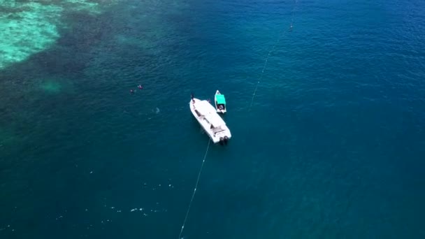 Tubarões São Alimentados Barco Enquanto Mergulham Com Snorkel Drone Orbital — Vídeo de Stock