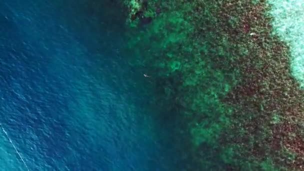 Mavi Turkuaz Denizde Resif Köpekbalığı Siyah Yüzgeci Dikey Kuşların Görüş — Stok video