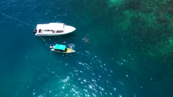 Cápákat Búvárkodás Közben Etetik Csónakból Drón Teteje Látóhatáron Túl Kiváló — Stock videók