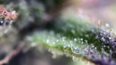 Kenevir üçlülerindeki yemyeşil çimenlerin üzerindeki çiğ damlalarının makro görüntüsünü kapatın, sakin bir bahçe ortamında su damlacıklarının hassas doğal dokusunu ve saflığını yakalayın.