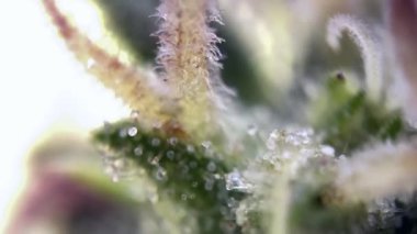 Kenevir üçlülerindeki yemyeşil çimenlerin üzerindeki çiğ damlalarının makro görüntüsünü kapatın, sakin bir bahçe ortamında su damlacıklarının hassas doğal dokusunu ve saflığını yakalayın.