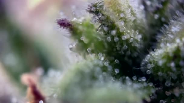 Close Macro Shot Van Dauwdruppels Weelderig Groen Cannabis Trichomen Het — Stockvideo
