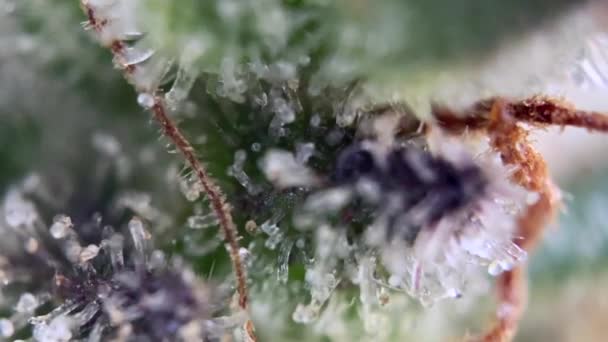 Close Macro Shot Van Dauwdruppels Weelderig Groen Cannabis Trichomen Het — Stockvideo