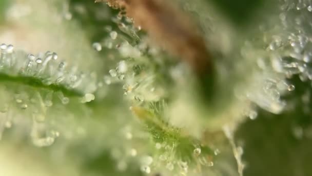 Close Macro Shot Dewdrops Lush Green Cannabis Trichomes Capturing Delicate — Stock Video