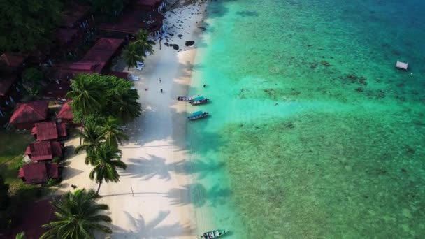 Tropical Beach Lush Greenery Drone Top View Drone Shot Serene — Stock Video
