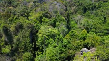 Hız rampası Hiperlapse hızlandırılmış zaman aşımı verimli yeşil tropikal dağ manzarası. Mavi gökyüzü altında yoğun yeşilliklerle kaplı canlı tropikal dağ arazisinin panoramik manzarası