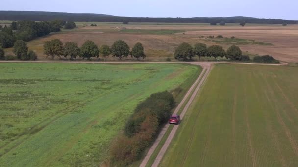 Campo Milho Verde Expansivo Sob Céu Azul Drone Cima Para — Vídeo de Stock