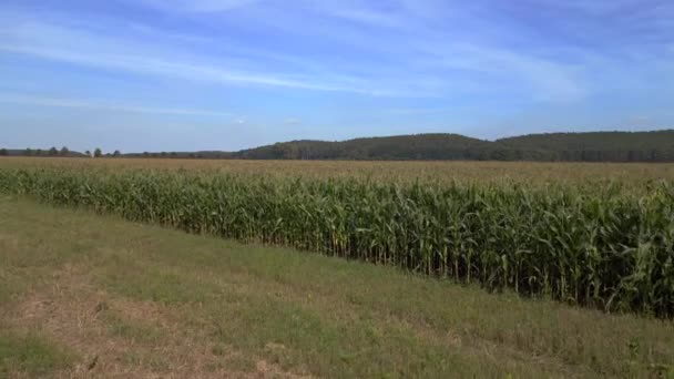Rozsáhlé Zelené Kukuřičné Pole Pod Modrou Oblohou Rychlost Rampa Hyperlapse — Stock video
