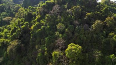 İHA 'yı getirin. Güneş ışığı, Asya 'nın güneydoğusundaki bir dağ yamacını kaplayan yoğun, canlı yeşil bir ormanda parlıyor.