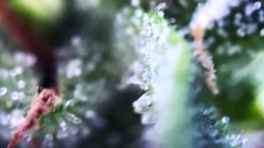 Fantastik Makro mikroskop videosu bir kenevir bitkisinin sütlü üçlüsünü gösteriyor