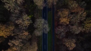 Sonbahar ormanını geçen düz bir yolda giden arabaların hava manzarası. uçuş üstü insansız hava aracı 