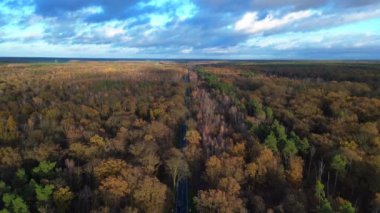 Brandenburg Almanya 'sında bir sonbahar ormanı boyunca giden arabaların hava görüntüsü. statik üç ayaklı insansız hava aracı 