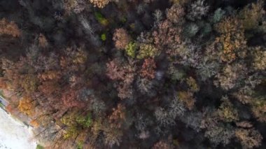 Sonbahar mevsiminde uçsuz bucaksız ormanlık arazinin nefes kesici manzarasını yakalayan drone, dramatik bir gökyüzü altında canlı yeşillikler barındırıyor. dikey kuş bakışı dron 