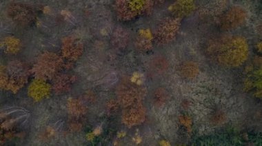 Kırsal Almanya 'da yeşil tarlalarla buluşan renkli sonbahar ormanlarının hava manzarası. Bulutlu bir gökyüzü. Yukarıdan insansız hava aracı görüntüleri 